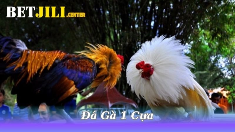 da-ga-1-cua