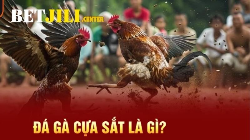 Đá gà Asil cựa sắt - Khám phá nét đặc sắc của giống gà chọi nổi bật 2 dac-diem-hinh-dang-va-tinh-cach-cua-ga-asil