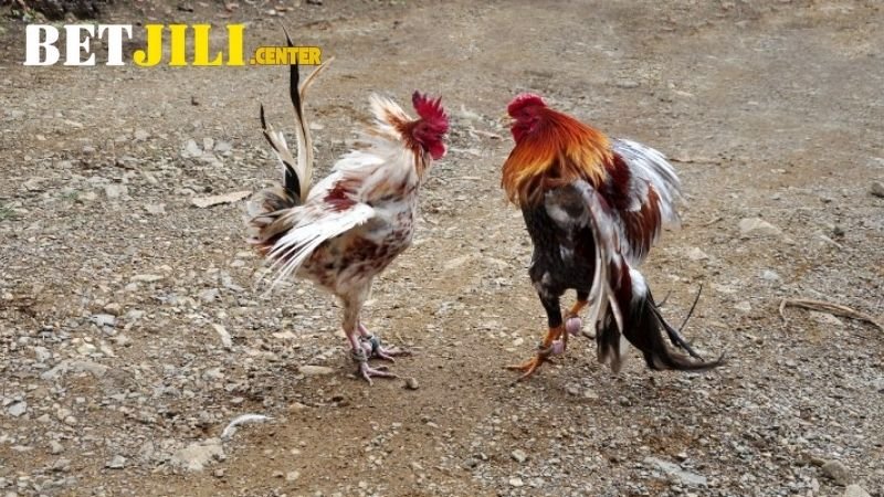 Đá Gà Betjili: Khám Phá Thế Giới Đỉnh Cao Của Những Chiến Kê 1 tai-sao-chon-da-ga-betjili?