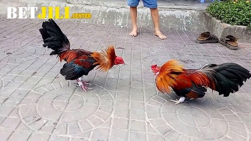Đá Gà Betjili: Khám Phá Thế Giới Đỉnh Cao Của Những Chiến Kê 2 cac-loai-hinh-ca-cuoc-duoc-cung-cap-o-tai-da-ga-betjili