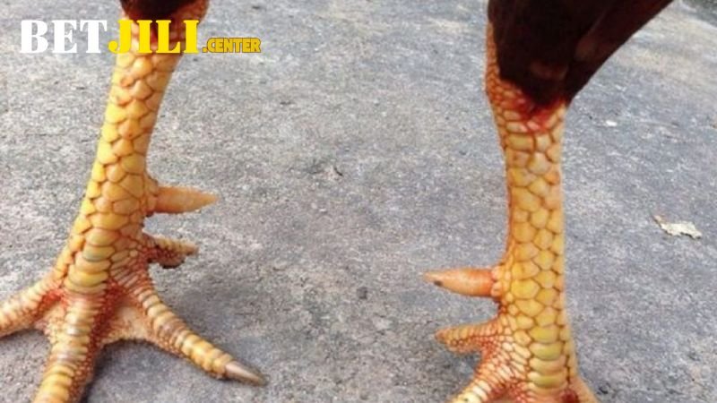 nhung-vay-ga-linh-trong-cac-nghi-le-tam-linh